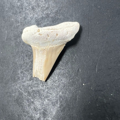 3pc Fossil Shark Tooth Lot Otodus Obliquus Authentic Paleocene Era Morocco