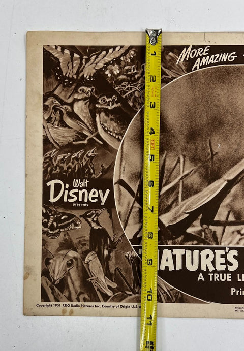 Vintage 1951 Disney Nature's Half Acre True Life Adventure Lobby Card RKO