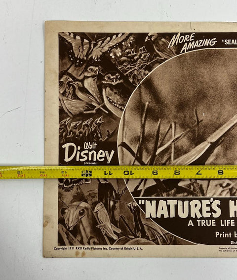 Vintage 1951 Disney Nature's Half Acre True Life Adventure Lobby Card RKO