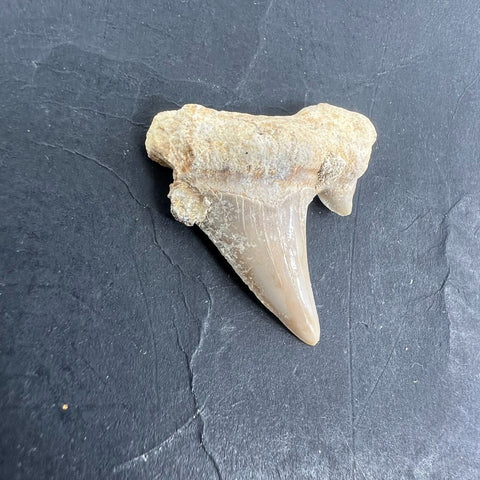 3pc Fossil Shark Tooth Lot Otodus Obliquus Authentic Paleocene Era Morocco