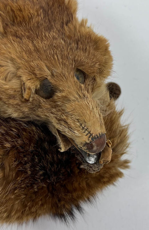 Vintage 50s Real Mink Fur Stole Full Pelt Taxidermy Wrap Scarf with Clip