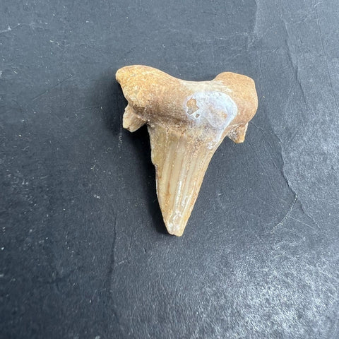3pc Fossil Shark Tooth Lot Otodus Obliquus Authentic Paleocene Era Morocco