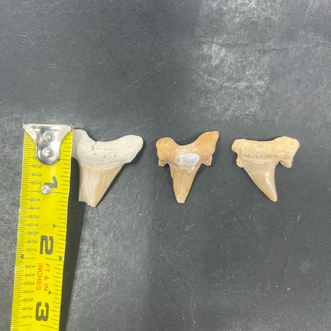 3pc Fossil Shark Tooth Lot Otodus Obliquus Authentic Paleocene Era Morocco