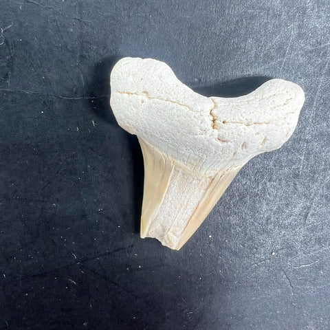 3pc Fossil Shark Tooth Lot Otodus Obliquus Authentic Paleocene Era Morocco