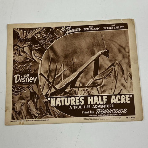 Vintage 1951 Disney Nature's Half Acre True Life Adventure Lobby Card RKO