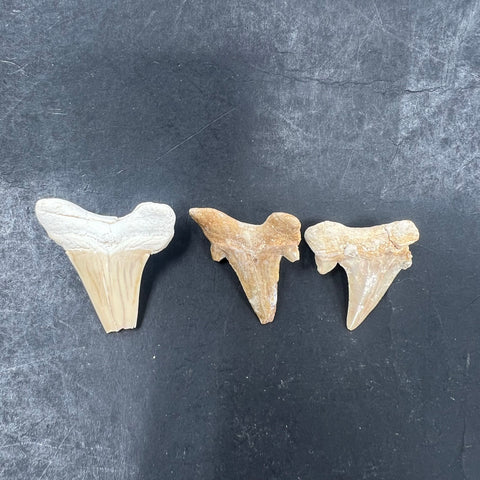 3pc Fossil Shark Tooth Lot Otodus Obliquus Authentic Paleocene Era Morocco