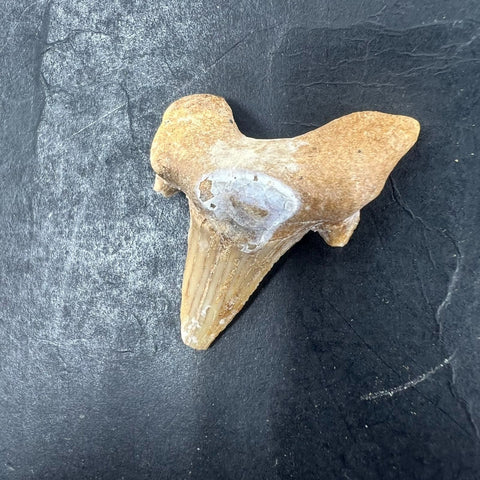 3pc Fossil Shark Tooth Lot Otodus Obliquus Authentic Paleocene Era Morocco
