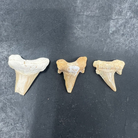3pc Fossil Shark Tooth Lot Otodus Obliquus Authentic Paleocene Era Morocco