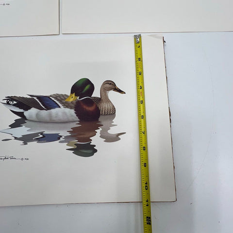 Vintage 1980 Richard Sloan Waterfowl Duck Goose Art Prints Set of 3 Lithograph