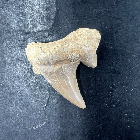 3pc Fossil Shark Tooth Lot Otodus Obliquus Authentic Paleocene Era Morocco
