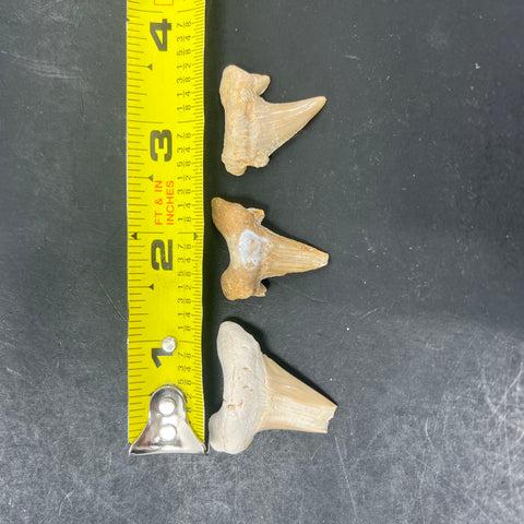 3pc Fossil Shark Tooth Lot Otodus Obliquus Authentic Paleocene Era Morocco